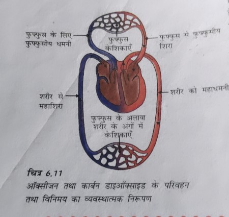 फुफ्फुस में ऑक्सीजन रुधिर में प्रवेश करती है