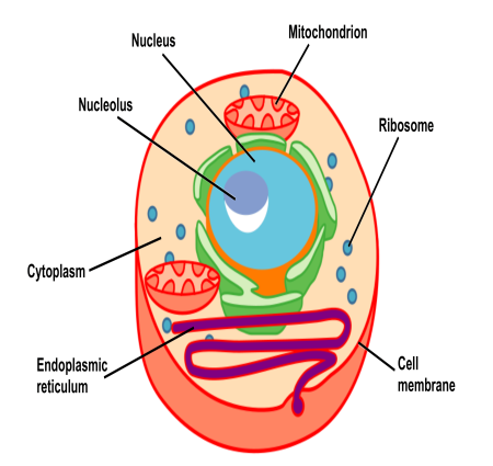 Parts of Cells