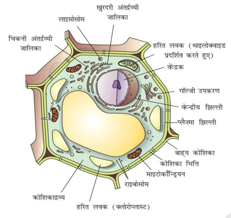 जीवन की मौलिक  की गई