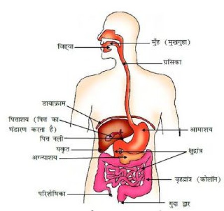 पाचन तंत्र आएइ जाने