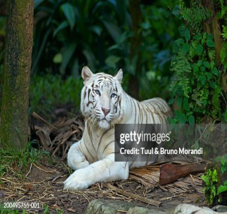 A Tiger in the Zoo
