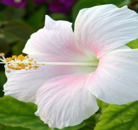 Hibiscus