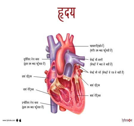मानव हृदय(Human Heart):  संरचना  कार्य और महत्व |