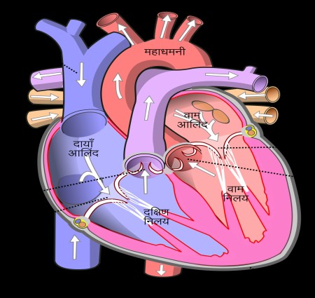 मानव हृदय: संरचना  क्रिया प्रणाली और विज्ञान का सबसे गहरा रहस्य
