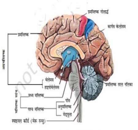 मानव मस्तिष्क : दिमाग की संरचना  कार्य और अद्भुत जानकारी