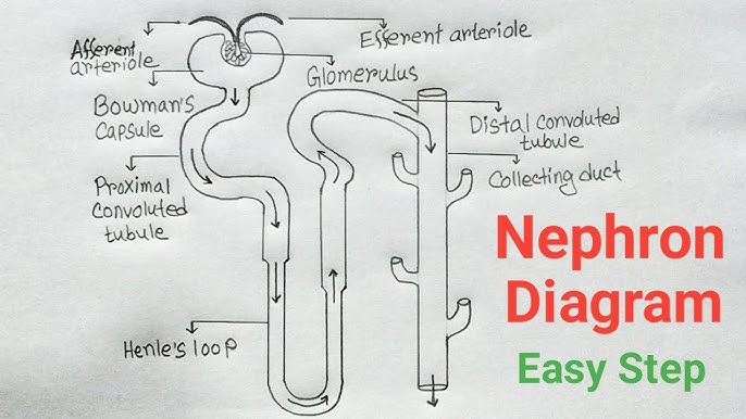 Structure of Nephron