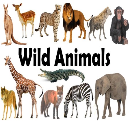 How to tell wild animals