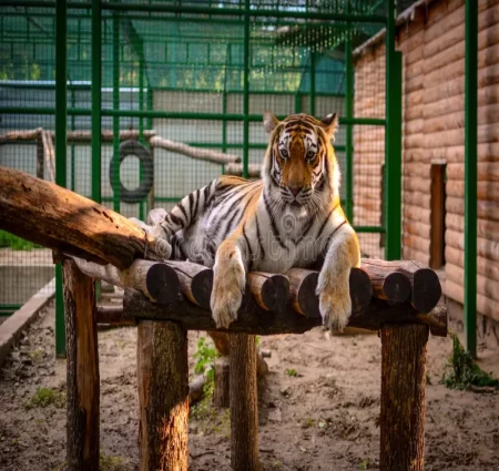 A Tiger in the zoo