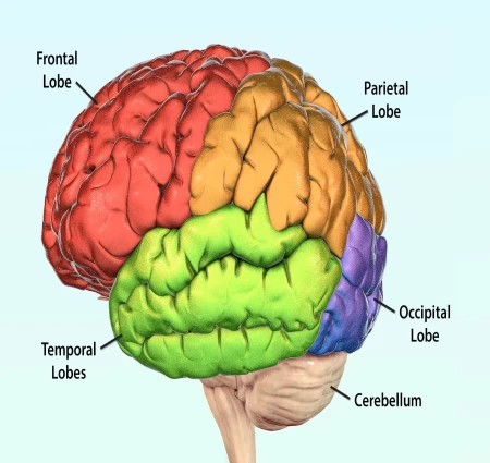 The Human Brain