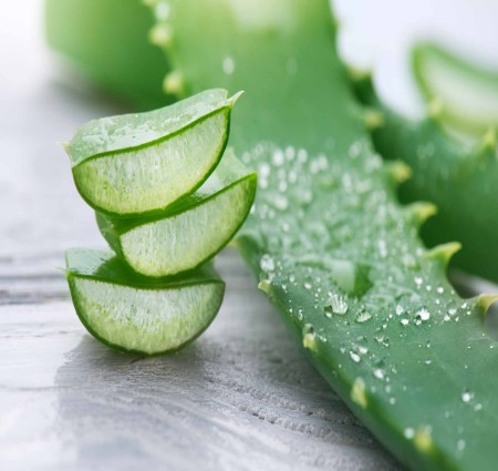 Aloe vera is a thick  stemless plant with green  water storing leaves